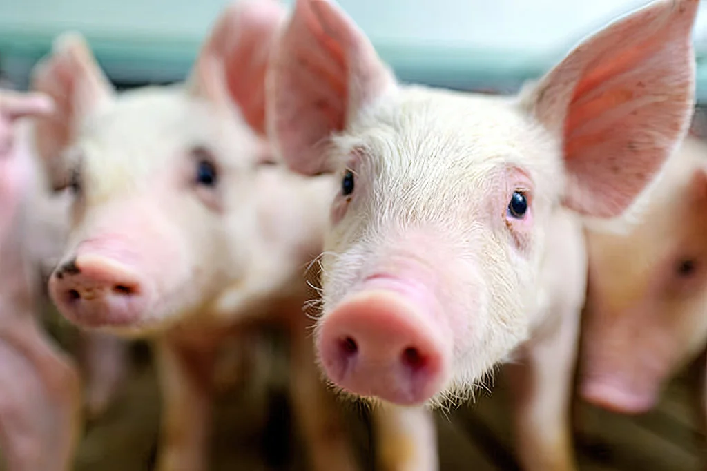 ไทยพบไข้หวัดใหญ่สายพันธุ์ใหม่ A (H1N2)v ครั้งแรก: รู้ทัน-ป้องกัน-รักษา