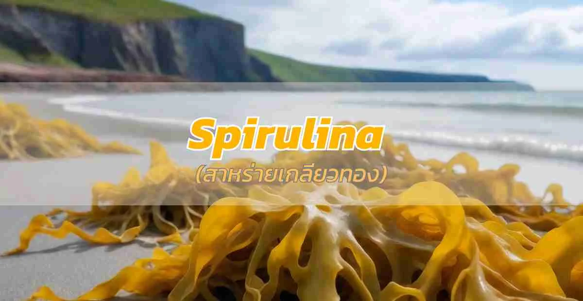 สาหร่ายเกลียวทอง (Spirulina)