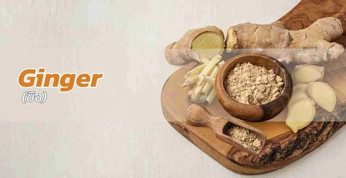 ขิง (Ginger)
